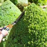 Kada i kako sjeći kleku